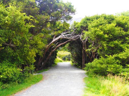 Téléchargez les photos : Une vue naturelle d'un sentier routier et des buissons verts en Nouvelle-Zélande - en image libre de droit
