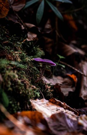 Photo for A vertical selective focus shot of bright purple amethyst deceiver mushroom in the forest - Royalty Free Image