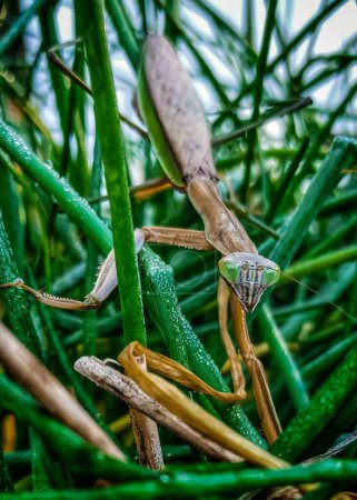 Foto de Un disparo vertical de una mantis religiosa sobre la hierba verde húmeda - Imagen libre de derechos