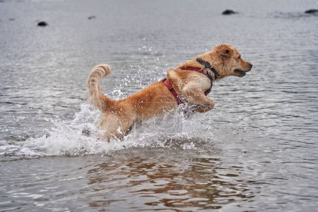 Photo for A vertical shot of a cute golden retriever running and playing with water on the seashore - Royalty Free Image