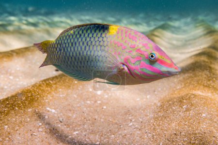 Foto de Un primer plano de un colorido pez rayo nadando en mar azul profundo sobre coral de arrecife - Imagen libre de derechos