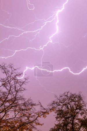 Foto de Un plano vertical de marcas de iluminación en el cielo sobre los árboles - Imagen libre de derechos