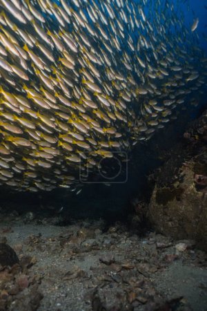 Téléchargez les photos : Un énorme groupe de poissons anchois nageant dans une mer bleu profond recouverte de récifs - en image libre de droit
