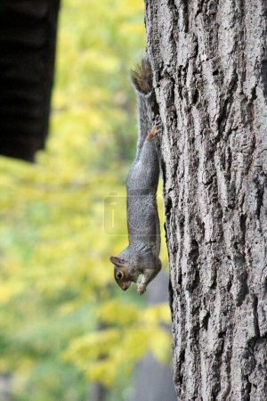 Téléchargez les photos : Un écureuil gris descend un tronc d'arbre - en image libre de droit