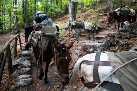 Téléchargez les photos : Le groupe de chevaux avec charge marchant dans la forêt - en image libre de droit