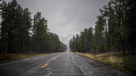 Téléchargez les photos : Une route asphaltée traversant les arbres et les bois par temps couvert - en image libre de droit