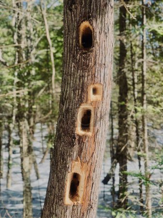 Foto de Un plano vertical de un tronco de un árbol con agujeros sobre un fondo borroso - Imagen libre de derechos