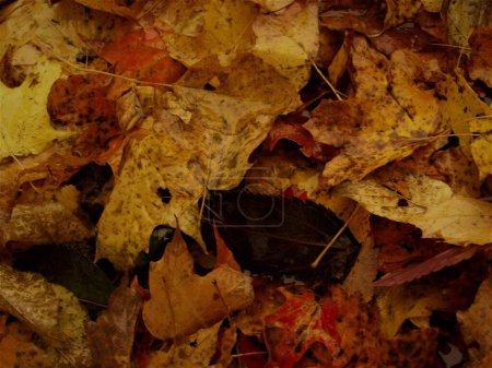 Foto de Hojas de otoño secas y caídas en el suelo - Imagen libre de derechos