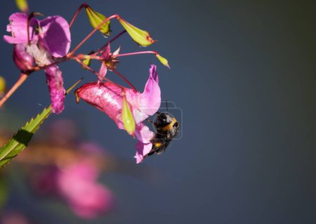 Téléchargez les photos : Un gros plan d'abeilles en fleurs roses - en image libre de droit