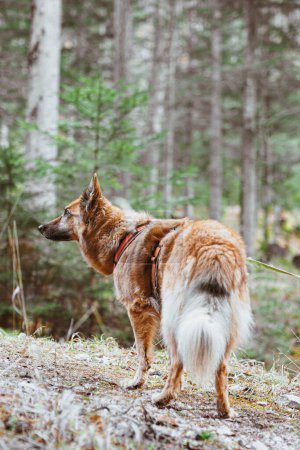 Téléchargez les photos : Un plan vertical du chien de chasse carélien-finlandais Laika dans la nature - en image libre de droit
