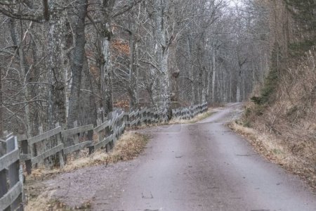 Téléchargez les photos : Une belle vue sur une route à travers la forêt avec des arbres secs par une journée nuageuse - en image libre de droit