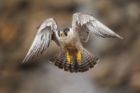 Un primer plano de un halcón peregrino durante el vuelo. Falco peregrinus.