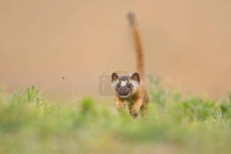 Photo for A closeup of a long-tailed weasel hunting. Neogale frenata. - Royalty Free Image