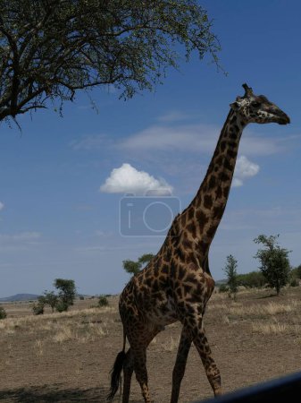 Téléchargez les photos : Belle prise de vue de la girafe Maasai (Girafe tippelskirchi) près d'un acacia dans le parc national du Serengeti, Tanzanie, Afrique - en image libre de droit