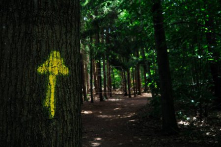 Photo for A closeup shot of a yellow arrow on the tree in the green forest on  a sunny day - Royalty Free Image
