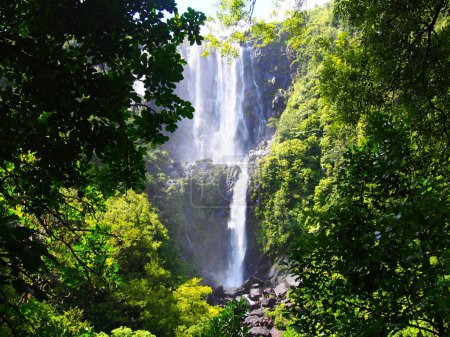 Téléchargez les photos : Une vue naturelle de la cascade dans une forêt en Nouvelle-Zélande - en image libre de droit