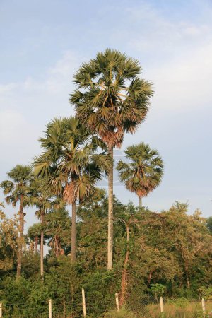 Téléchargez les photos : Un plan vertical de grands palmiers indiens sur fond de ciel bleu - en image libre de droit
