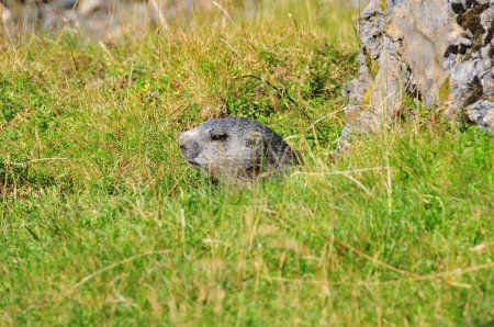 Foto de Un primer plano de una marmota alpina, Marmota marmota en un prado verde. - Imagen libre de derechos
