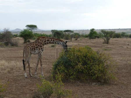 Téléchargez les photos : Belle prise de vue de la girafe Maasai (Girafe tippelskirchi) près d'un acacia dans le parc national du Serengeti, Tanzanie, Afrique - en image libre de droit
