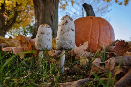Foto de Un primer plano de setas viejas con gorras blancas creciendo en un parque en otoño - Imagen libre de derechos