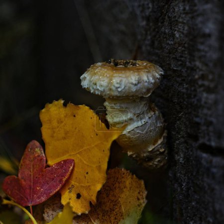 Foto de Un primer plano de un hongo en el tronco de un árbol con hojas de otoño - Imagen libre de derechos