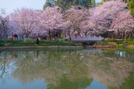 Téléchargez les photos : East Lake Cherry Blossom Park, également appelé Wuhan Moshan Cherry Blossom Park, est un parc dans la région East Lake du district de Wuchang, dans la ville de Wuhan. - en image libre de droit