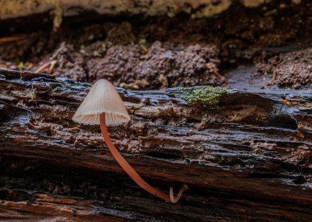 Téléchargez les photos : Un gros plan du champignon Mycena Haematopus a grandi dans le bois sur un fond flou - en image libre de droit
