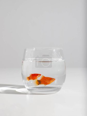 Téléchargez les photos : Plan vertical d'un poisson rouge dans un petit verre sur fond blanc - en image libre de droit