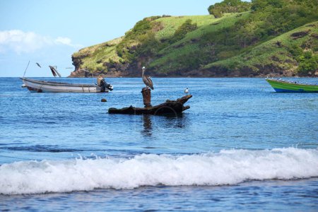 Téléchargez les photos : Un beau plan d'eau de mer bleue avec des bateaux et un morceau de bois flotté avec un pélican perché dessus - en image libre de droit