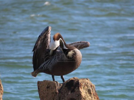 Foto de Un plano superficial de California Brown Pelican posado en una roca en la orilla de la isla Anna Maria - Imagen libre de derechos