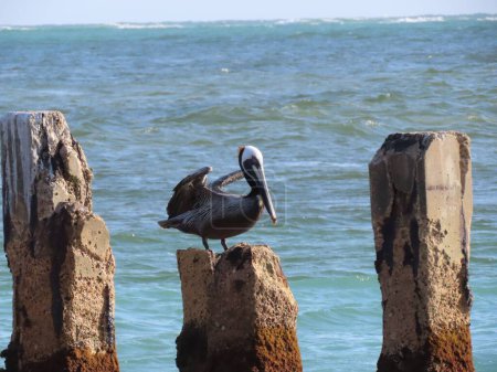 Photo for A California Brown Pelican perched on a rock formation on the shore of Anna Maria Island - Royalty Free Image