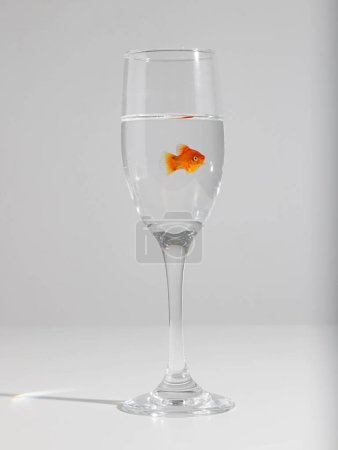 Foto de Un disparo vertical de un pez dorado en un vaso pequeño sobre un fondo blanco - Imagen libre de derechos