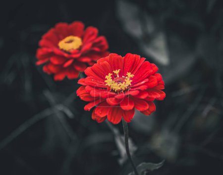 Photo for A closeup of beautiful red Zinnia flowers in full bloom - Royalty Free Image
