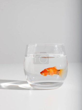 Photo for A vertical shot of a goldfish in a small glass on a white background - Royalty Free Image