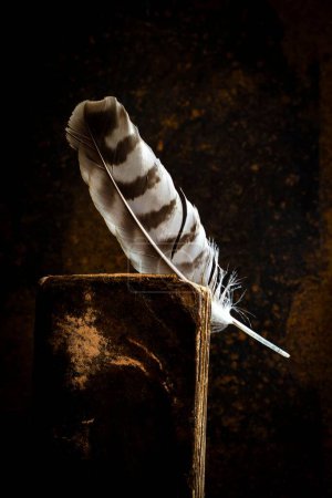 Photo for A vertical shot of a beautiful bird feather between the pages of an old book - Royalty Free Image