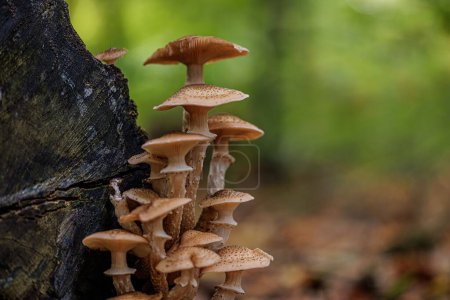 Foto de Un primer plano de los hongos Armillaria ostoyae marrones con puntos crecidos en la madera sobre un fondo borroso - Imagen libre de derechos