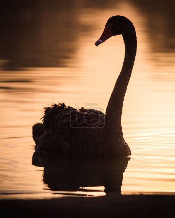 Photo for A vertical closeup of a silhouette of a black swan. Cygnus atratus. - Royalty Free Image