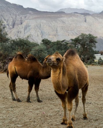 Photo for A vertical closeup of Bactrian camels (Camelus bactrianus) in the Nubra valley in Ladakh, India - Royalty Free Image