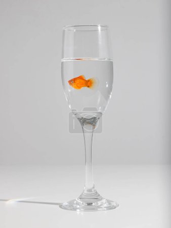 Foto de Un disparo vertical de un pez dorado en un vaso pequeño sobre un fondo blanco - Imagen libre de derechos