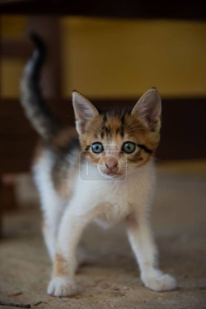 Foto de Un gatito con ojos verdes mirando hacia - Imagen libre de derechos
