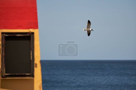 Téléchargez les photos : Une mouette survolant la mer contre un sk bleu - en image libre de droit