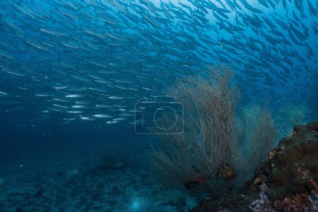 Foto de Un enorme grupo de peces barracuda nadando en el mar azul profundo - Imagen libre de derechos