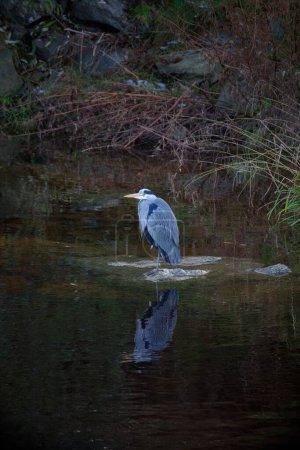 Foto de Foto vertical de garza gris (Ardea cinerea). Pájaro adulto salvaje está parado en una roca en las aguas marrones del río Dargle en el condado de Wicklow, Irlanda. - Imagen libre de derechos