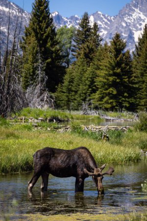 A moose on a river in the Tetons mountain ranges in Wyoming, USA