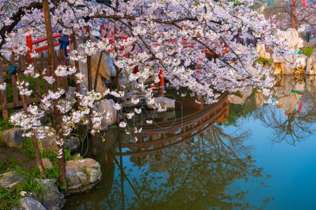 Foto de East Lake Cherry Blossom Park, también llamado Wuhan Moshan Cherry Blossom Park, es un parque en la zona de East Lake del distrito de Wuchang, ciudad de Wuhan, Hubei. - Imagen libre de derechos