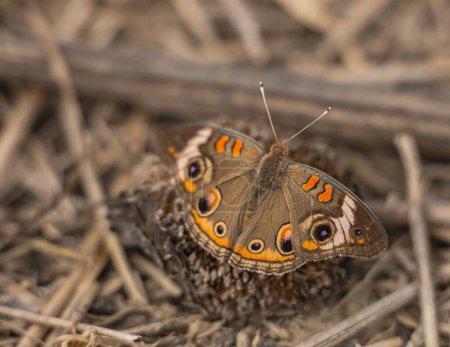 Foto de Un primer plano de una hermosa mariposa buckeye común - Imagen libre de derechos