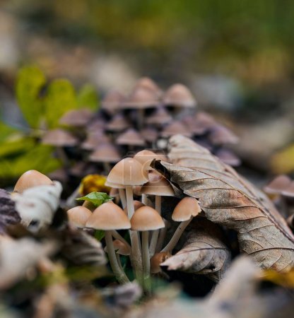 Téléchargez les photos : Plan rapproché de champignons Coprinellus micaceus dans la forêt autour de la rivière Isar en Bavière, Allemagne - en image libre de droit