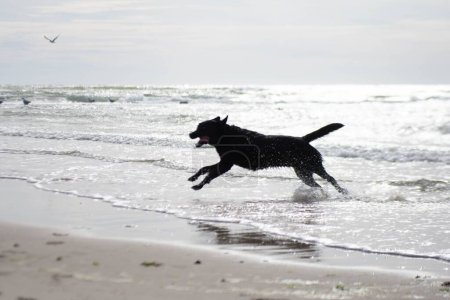 Téléchargez les photos : Un labrador noir récupérant courant sur la plage et jouant avec l'eau - en image libre de droit