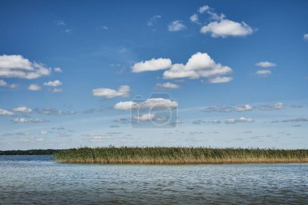 Téléchargez les photos : Les quenouilles poussent dans le lac calme avec le ciel bleu et l'horizon en arrière-plan par une journée ensoleillée - en image libre de droit