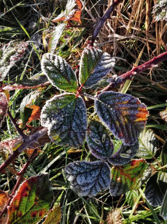 Téléchargez les photos : Plan rapproché vertical des feuilles gelées en hiver - en image libre de droit